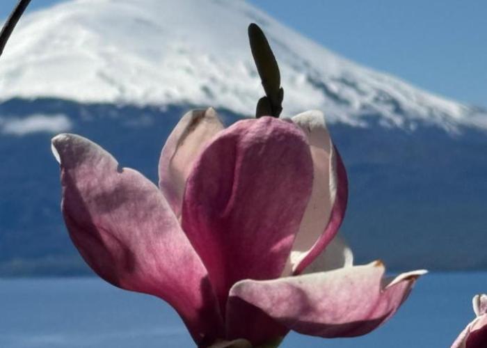 Cabañas EL CIERVO, Los Riscos, Puerto Varas