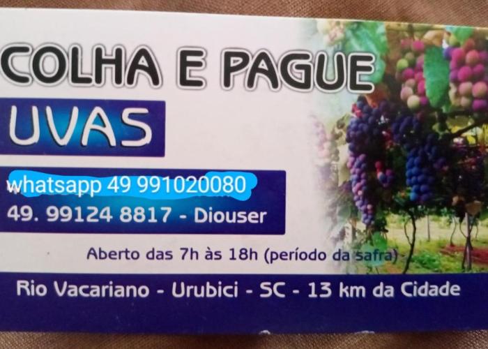 Cabana Uva Niágara