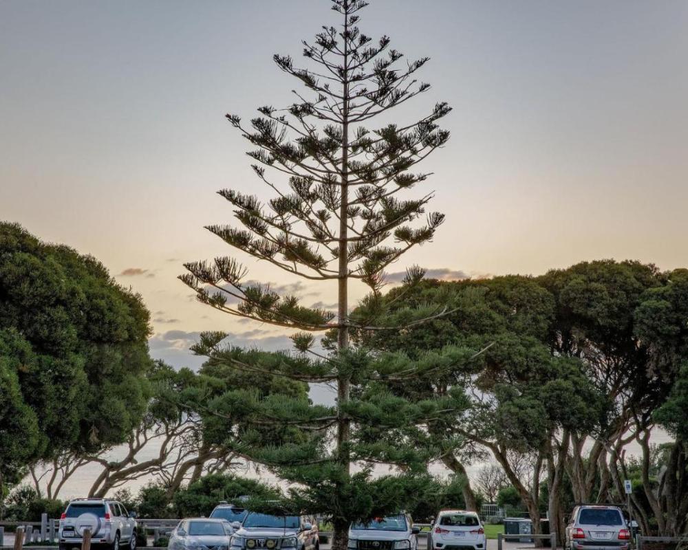 фото Surfside 4