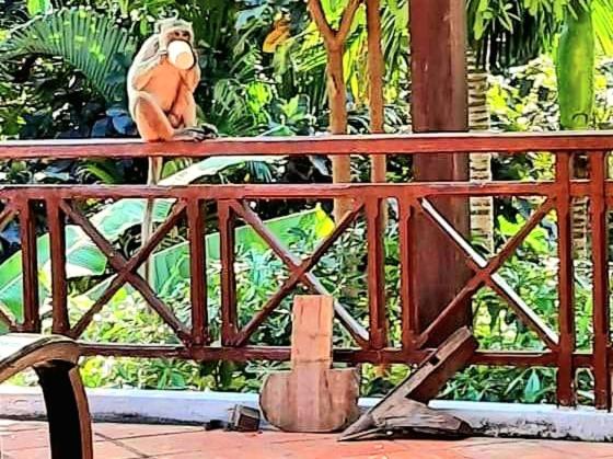 Jungle House Kep