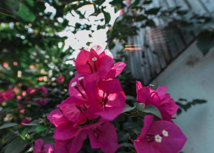 Oh Battambang Boutique Hotel