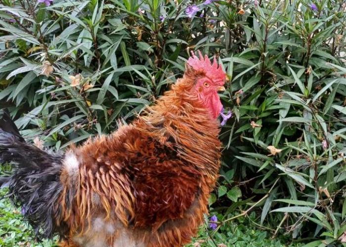 Alojamiento Rural Finca El Rubi