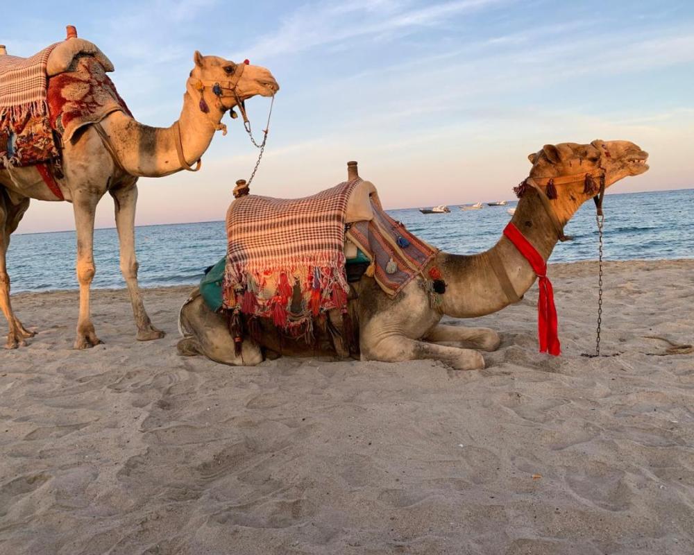 фото PortghalibFlat