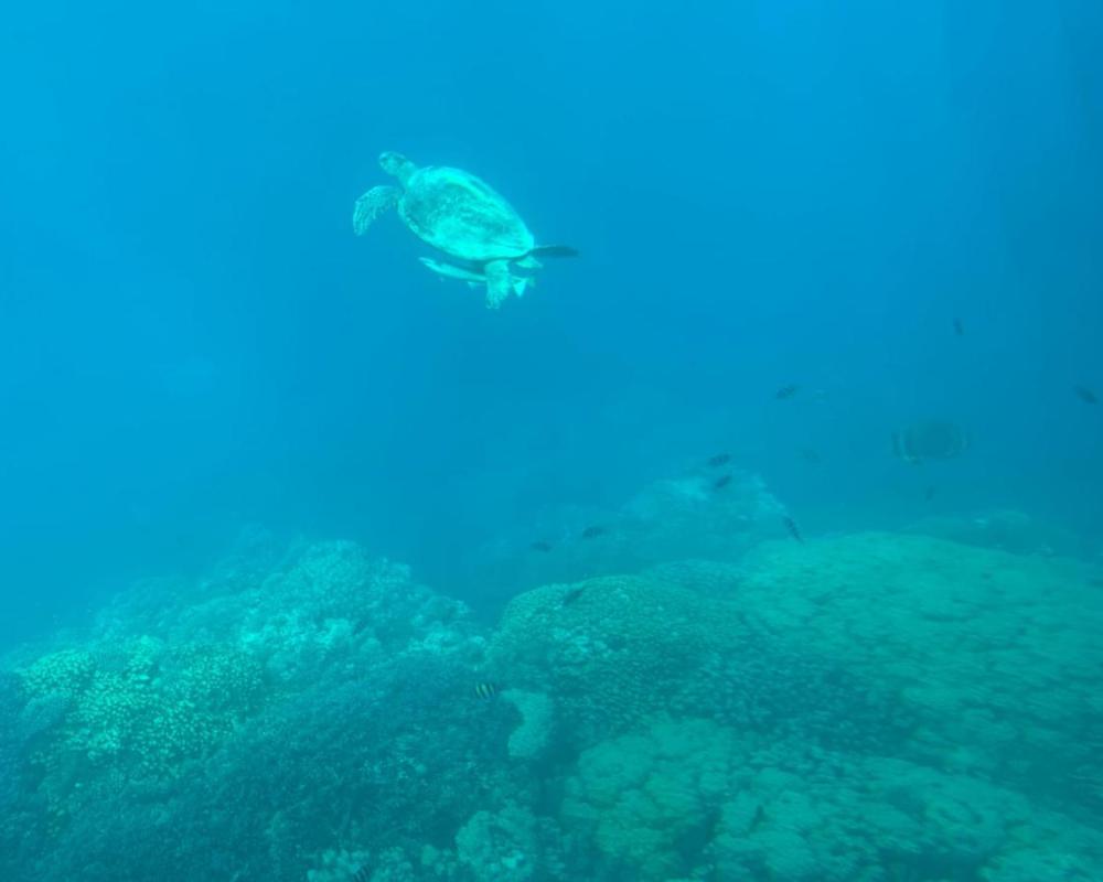 фото PortghalibFlat