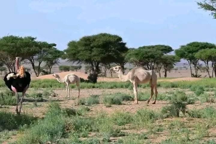 Excreción erg chegaga 2 jour départ zagora 4x4