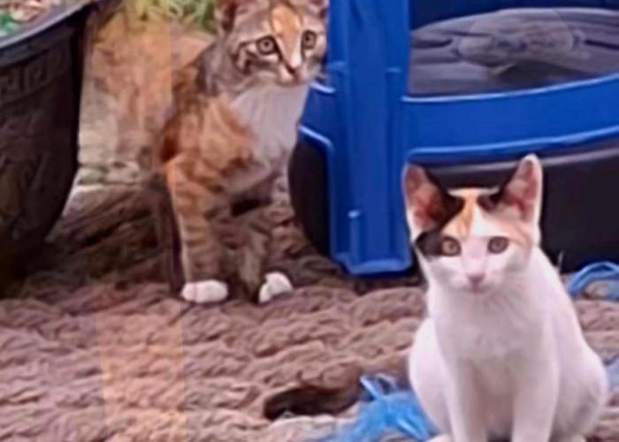 Gilson Story Pension