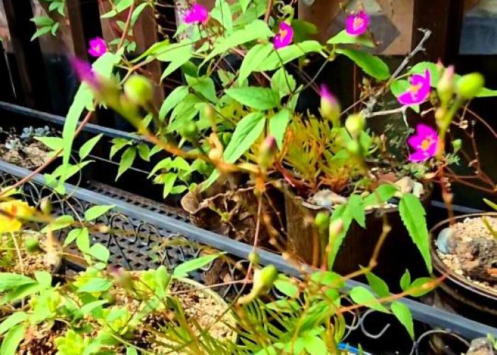 Gilson Story Pension