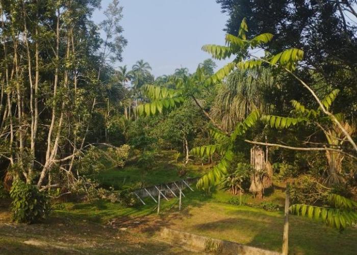 Amazon Lodge Varillal