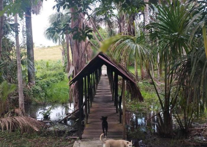 Amazon Lodge Varillal