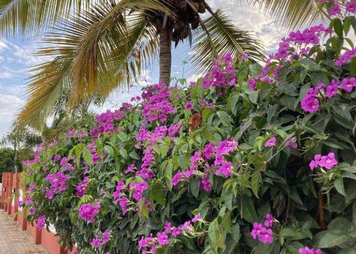 B&B Woodstock Palmresort
