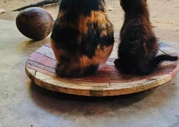 Pousada Águas de Tamandaré