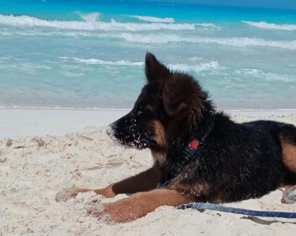 фото Chalet 3 bedrooms 2 toilets lotus north cost stand alone 3 Ac 2 stand fan families are preferred