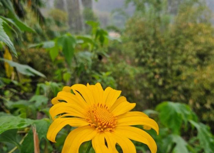 Arum Bromo Villas