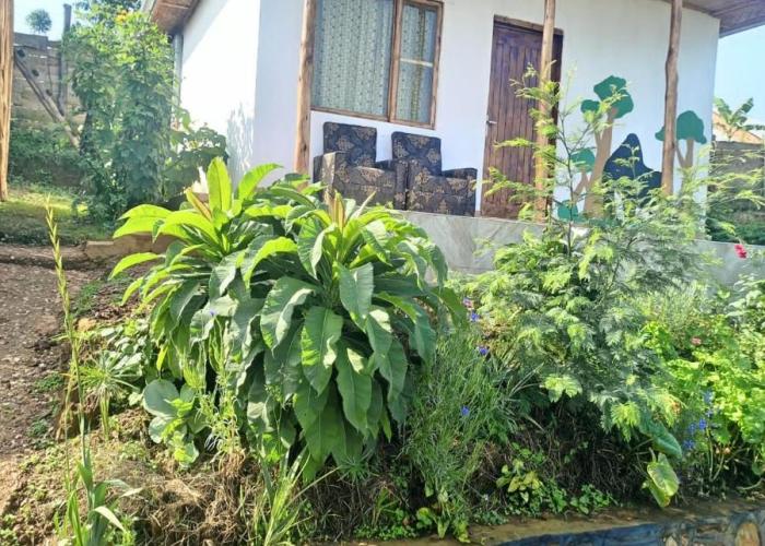 Ruhija Gorilla Guest House