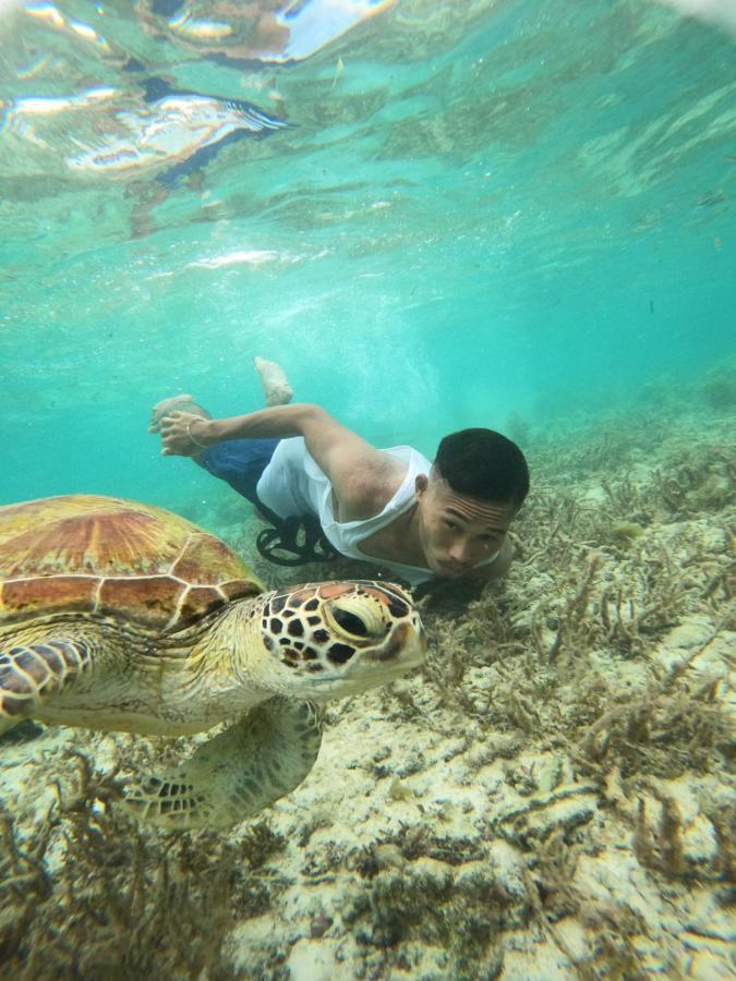 Moalboal Indino's Guesthouse sardines run and sea turtle 1 minute walking distance