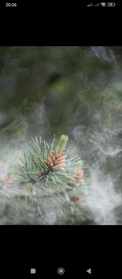 Семейный коттедж საოჯახო კოტეჯი