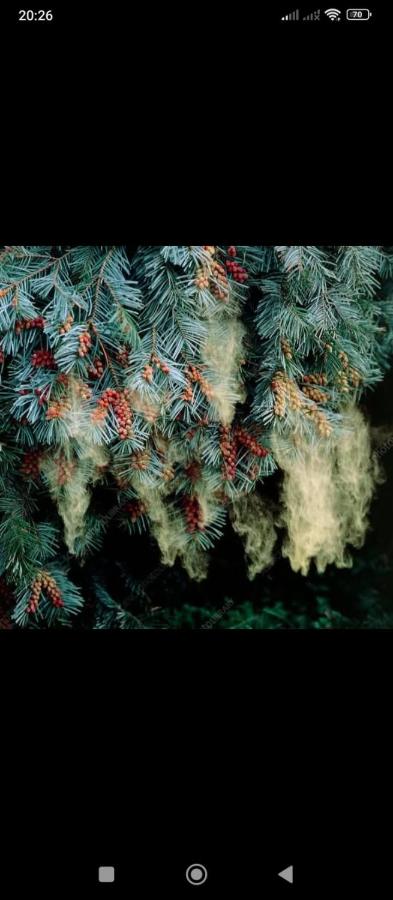 Семейный коттедж საოჯახო კოტეჯი