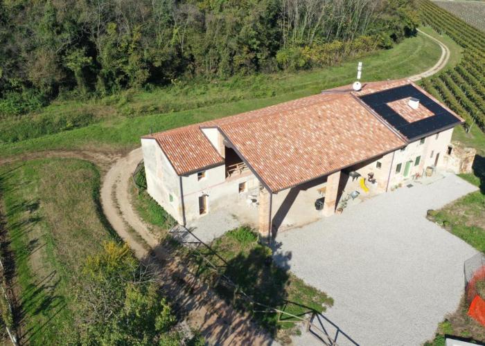 Palladio Vineyard