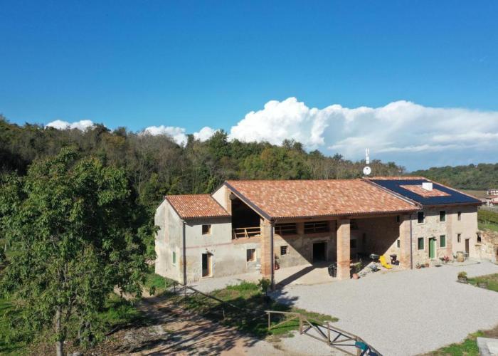 Palladio Vineyard