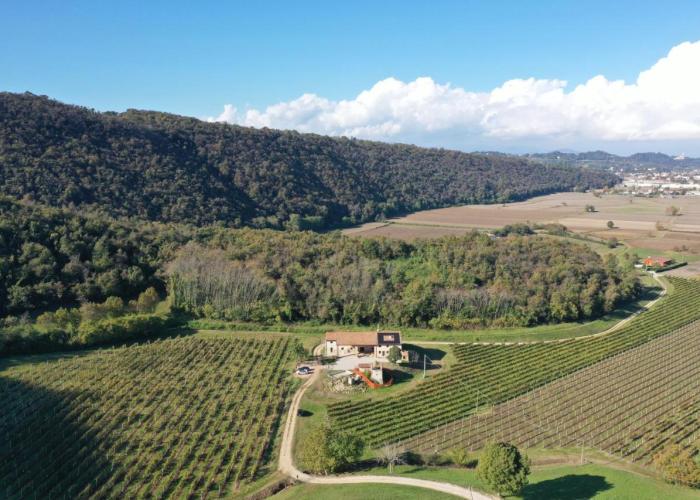 Palladio Vineyard