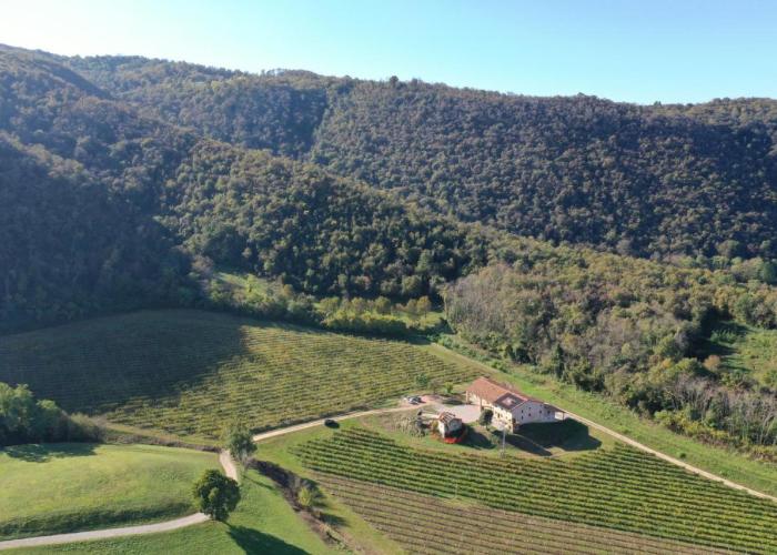 Palladio Vineyard