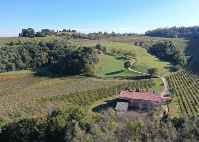 Palladio Vineyard