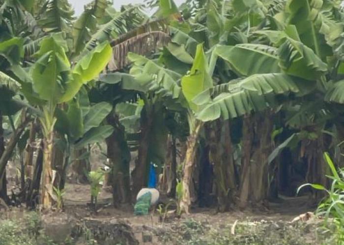 Tekri Farms and Retreat