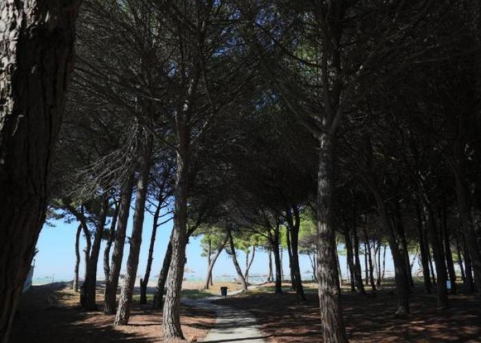Pines Paradise at Blue Laguna Residence