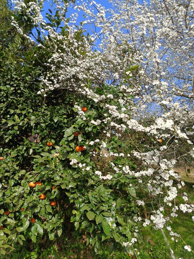 фото ANANIA Cottage