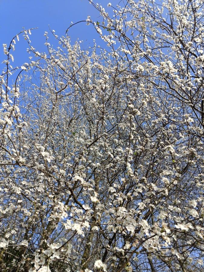 фото ANANIA Cottage