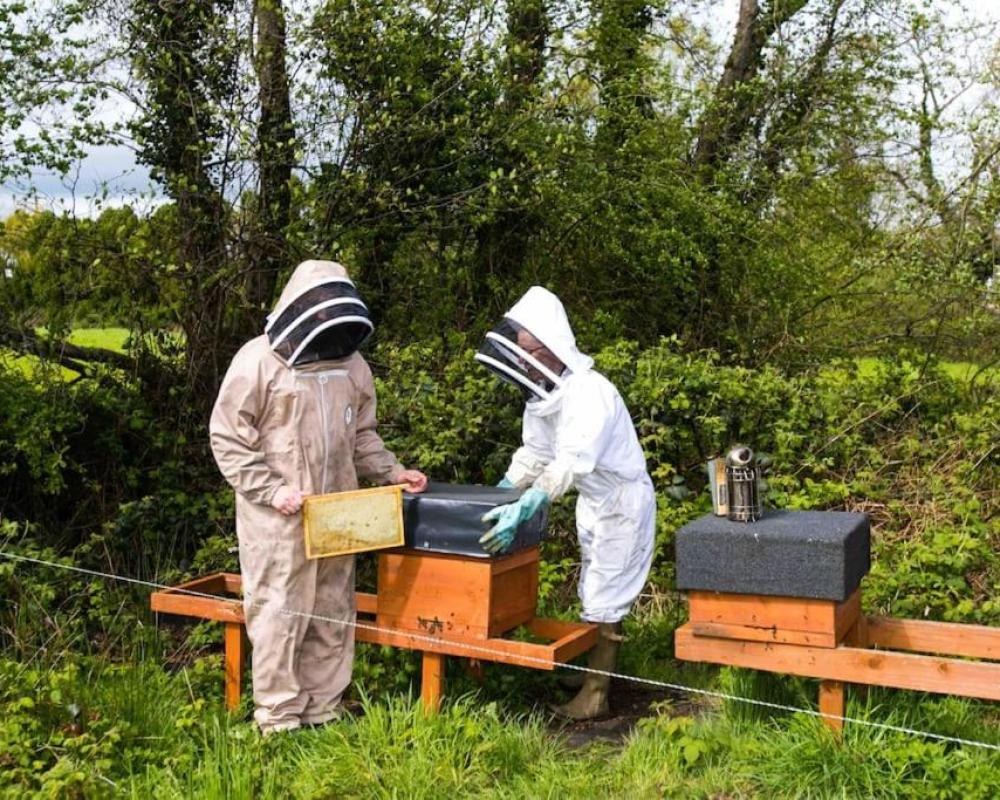 фото The Apiary