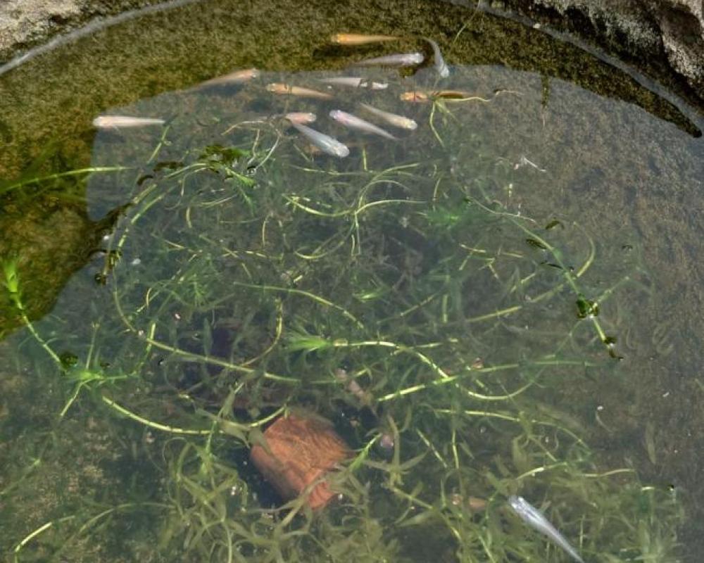 фото ゲストハウス長閑