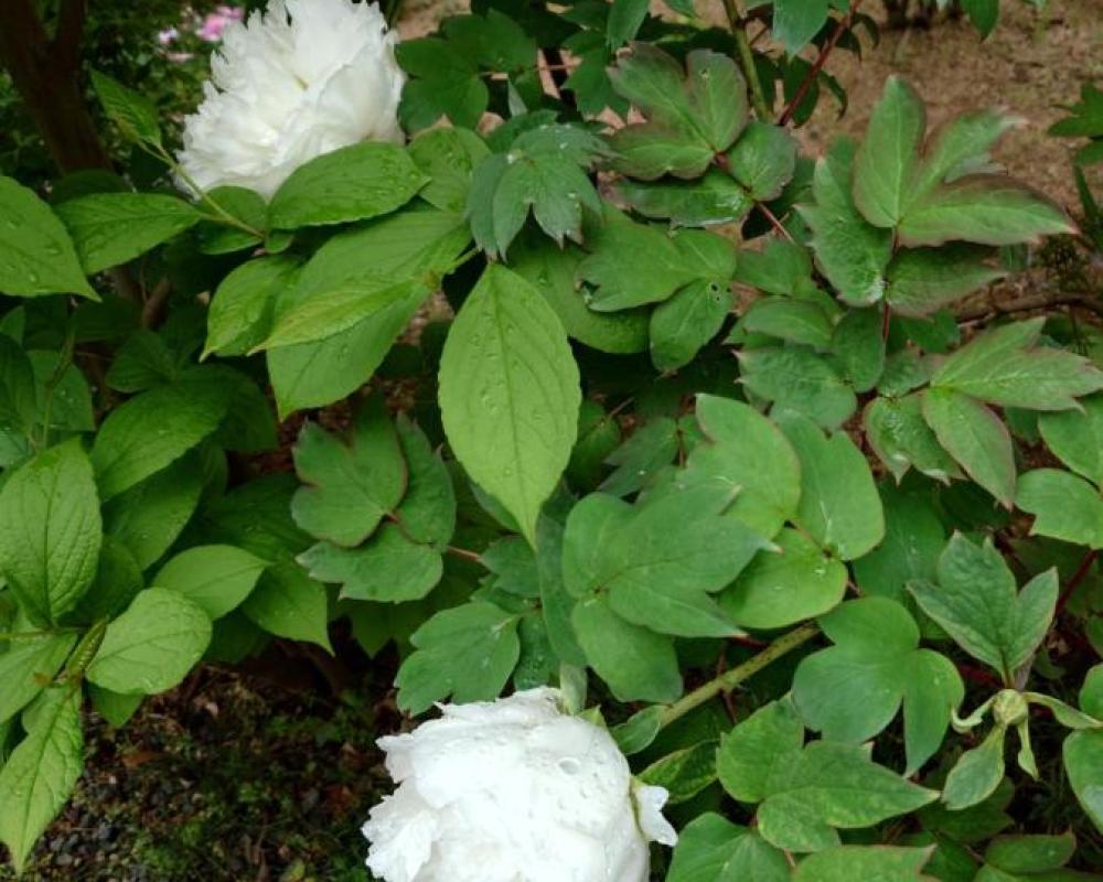 фото ゲストハウス長閑