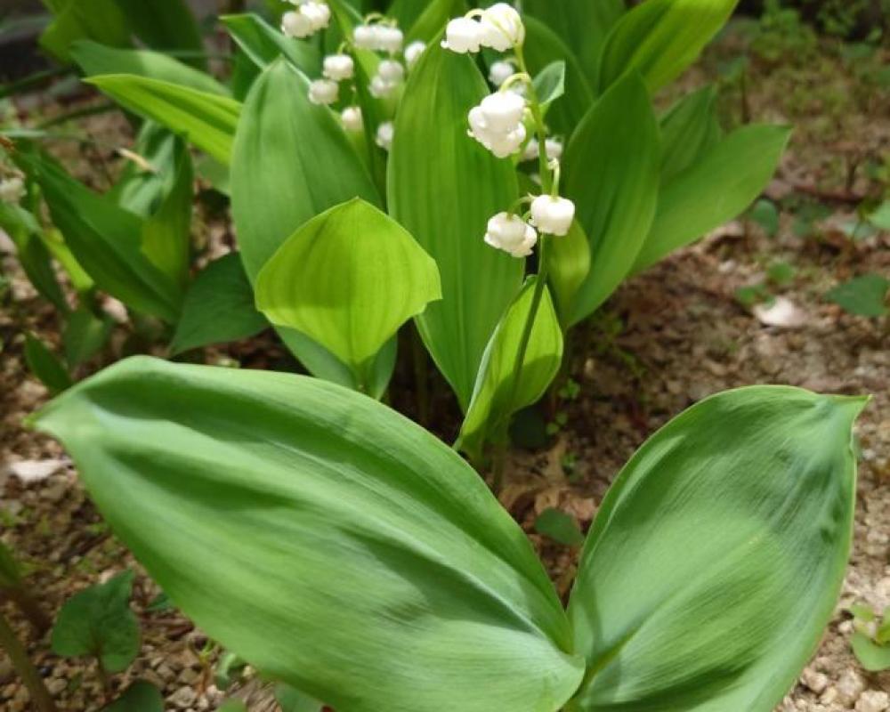 фото ゲストハウス長閑