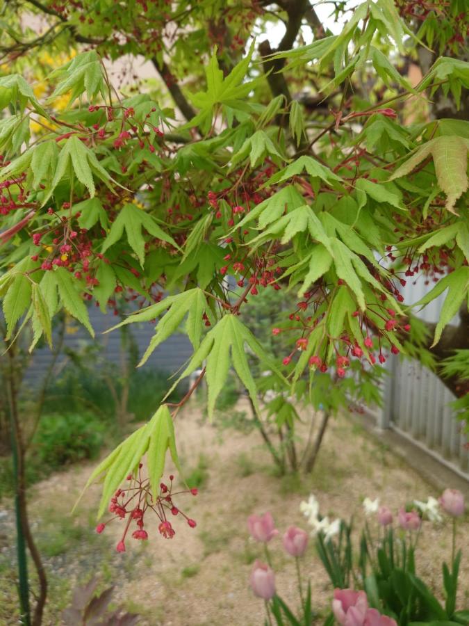 фото ゲストハウス長閑