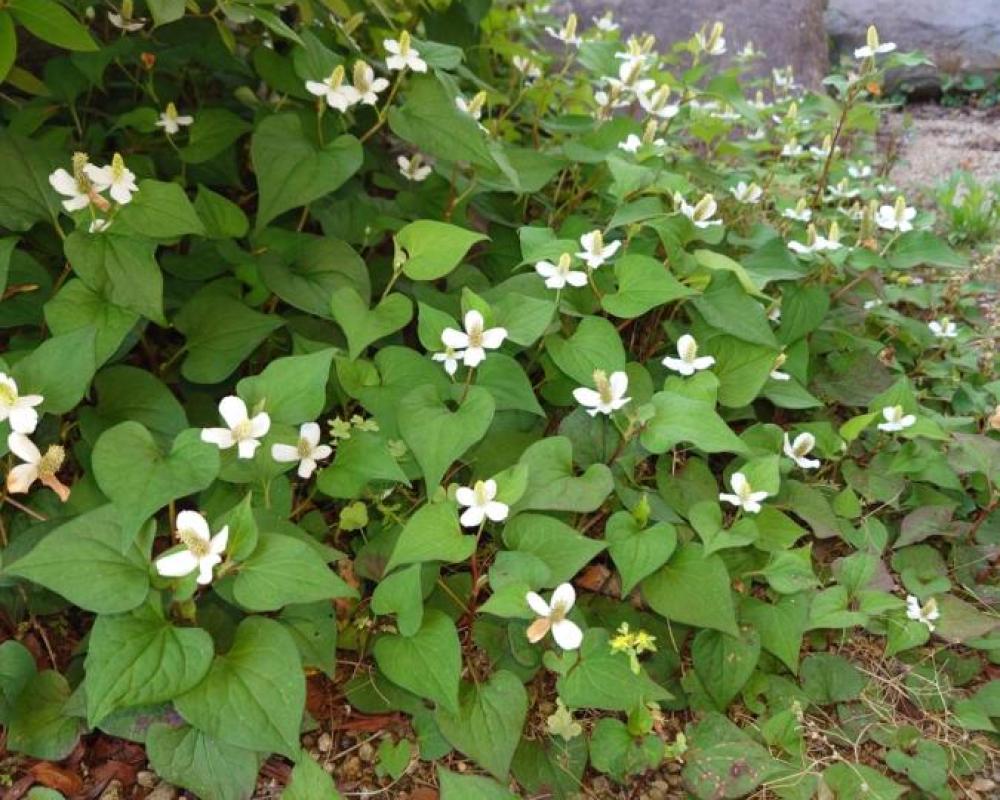 фото ゲストハウス長閑