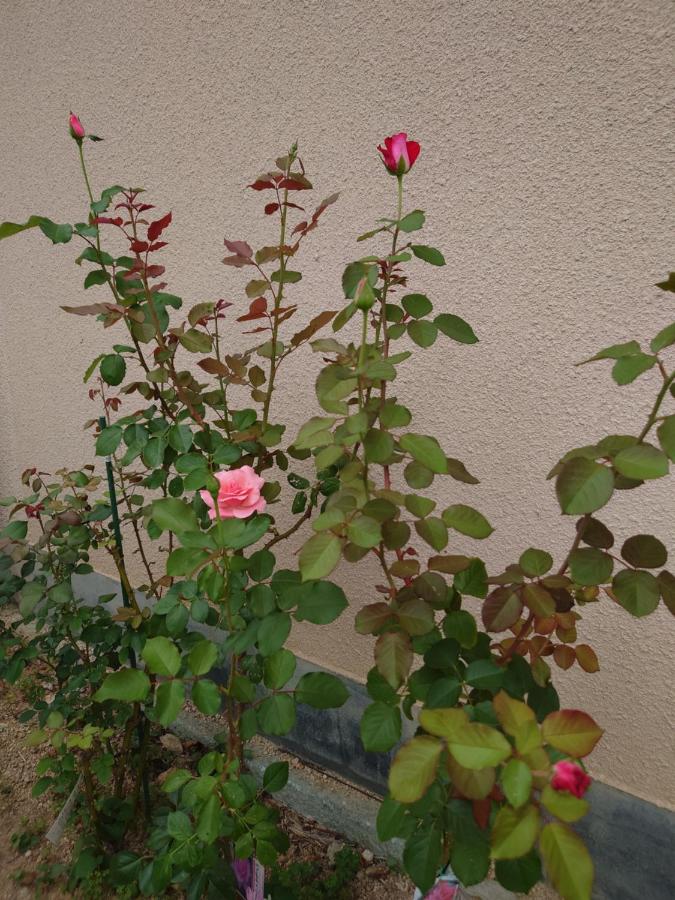 фото ゲストハウス長閑