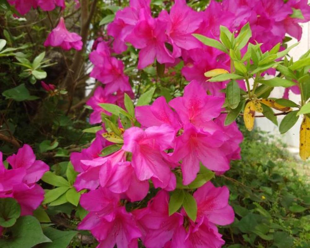 фото ゲストハウス長閑