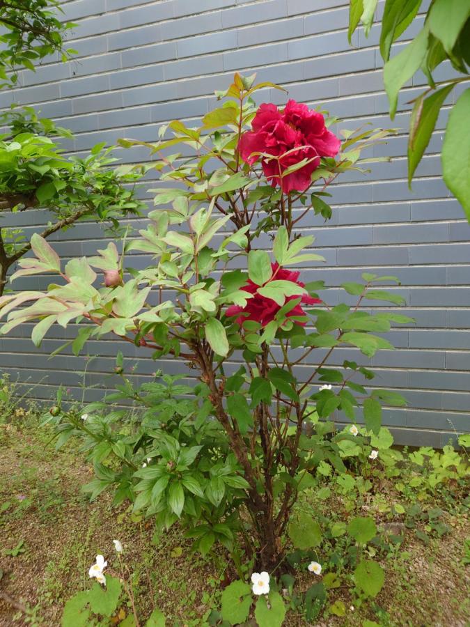 фото ゲストハウス長閑