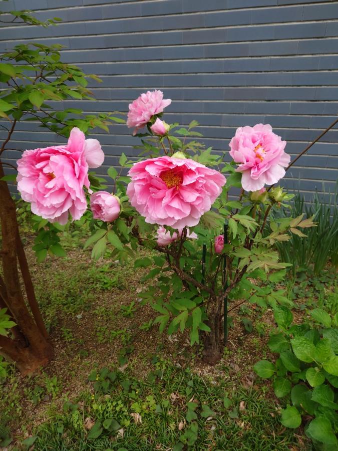 фото ゲストハウス長閑