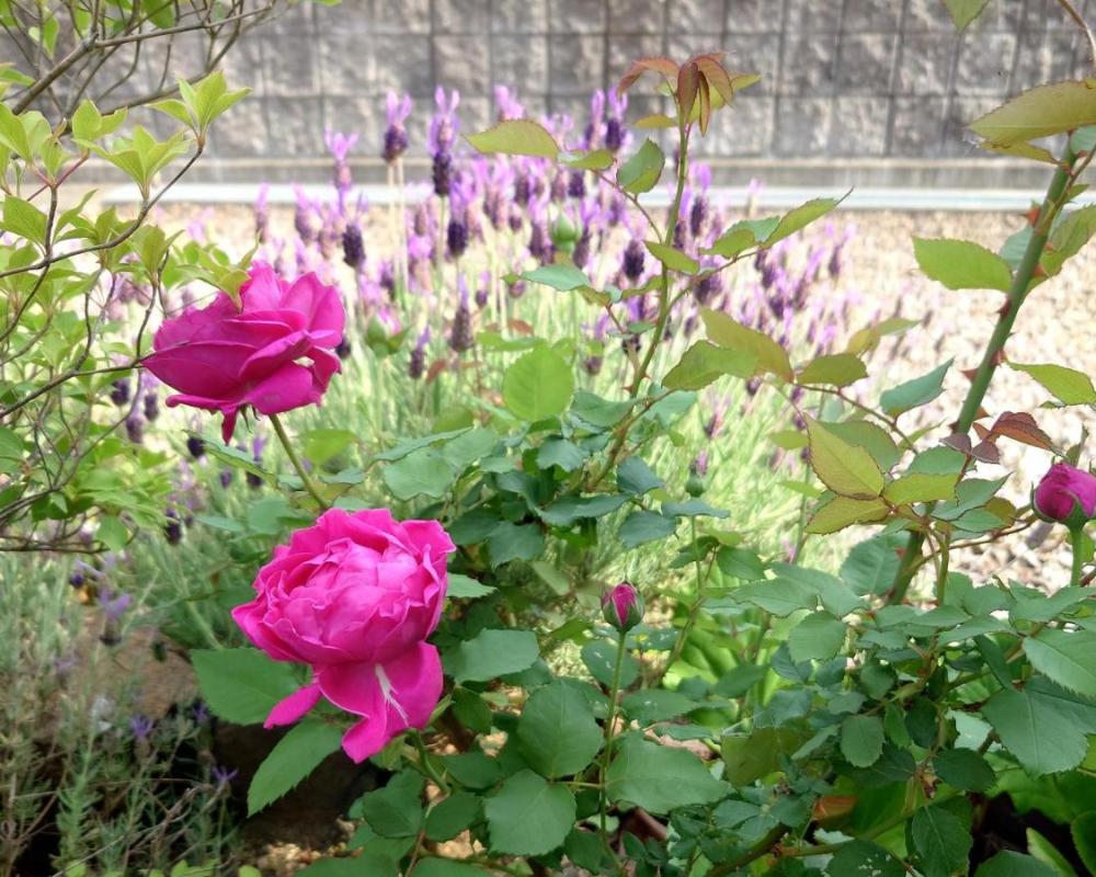 фото ゲストハウス長閑