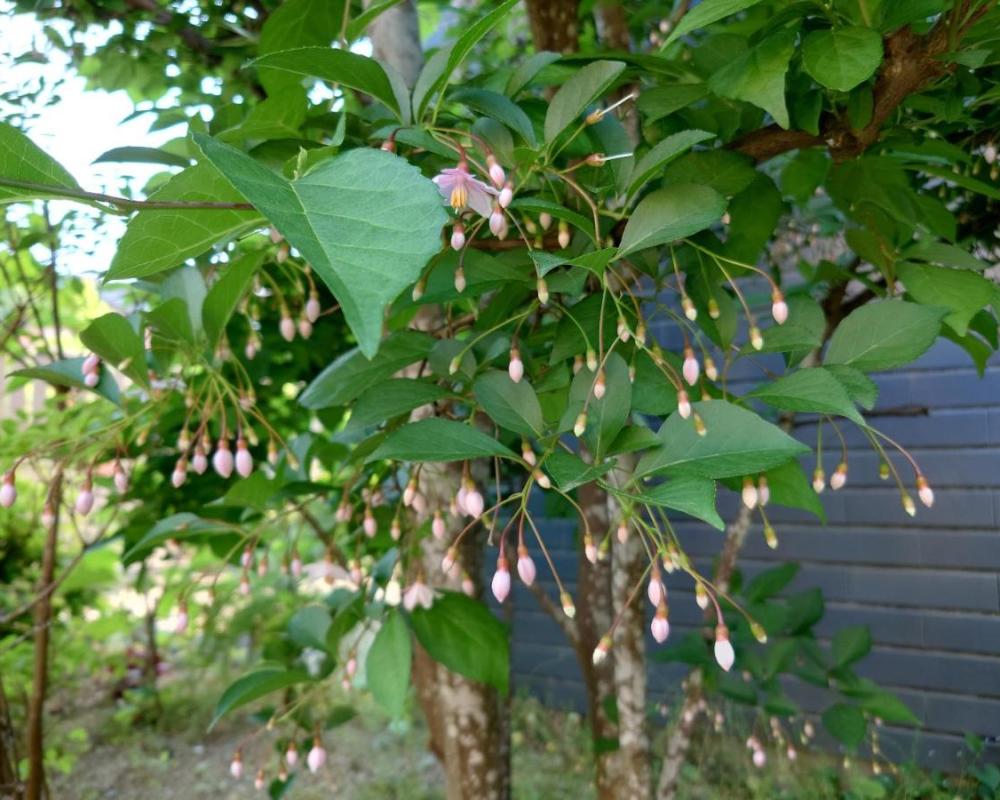 фото ゲストハウス長閑