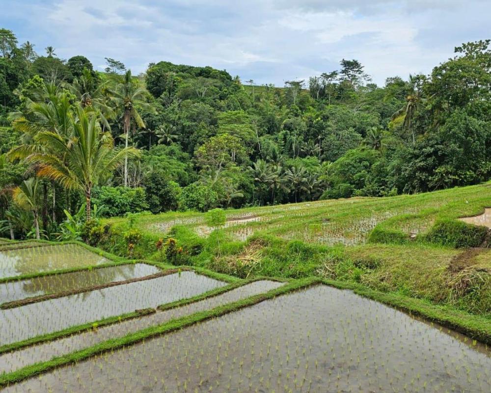 фото UmaUthu Bali