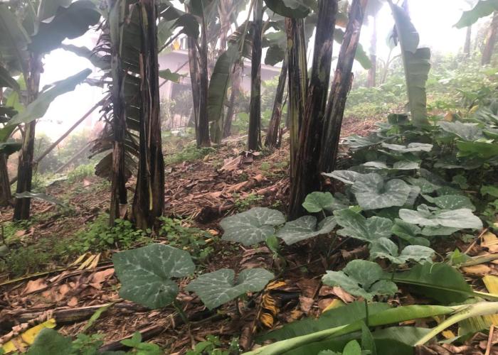 Gorilla Homestay Kabale