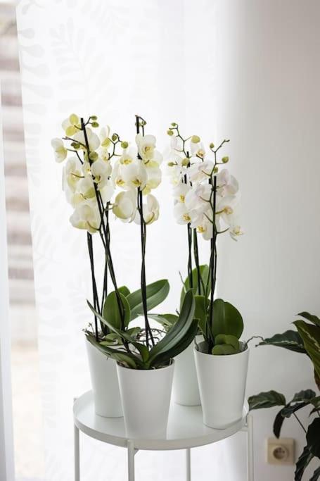 Résidence Orchidée