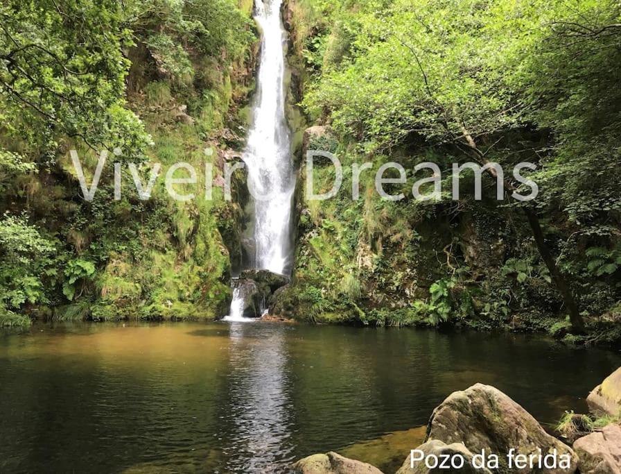 фото Viveiro Dreams