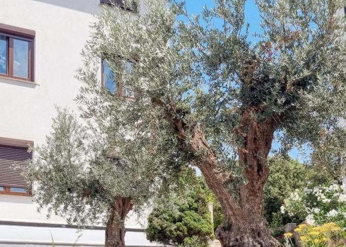 Apartmani Senka