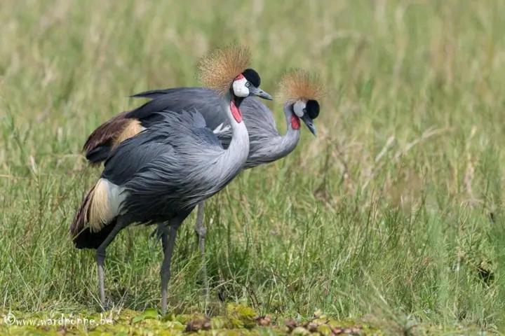 фото Jay's