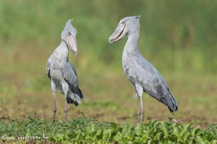 фото Jay's