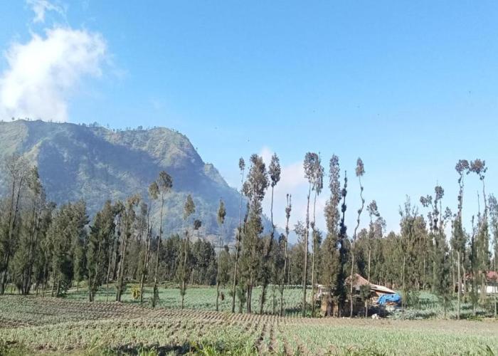 Tengger Indah Seruni Bromo